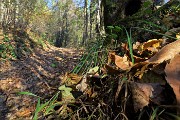 52 Tappeto di foglie sulla strada